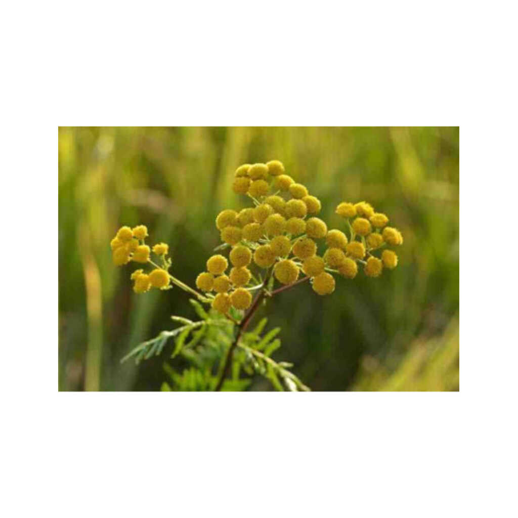 Semillas de tanaceto (Tanacetum vulgare)