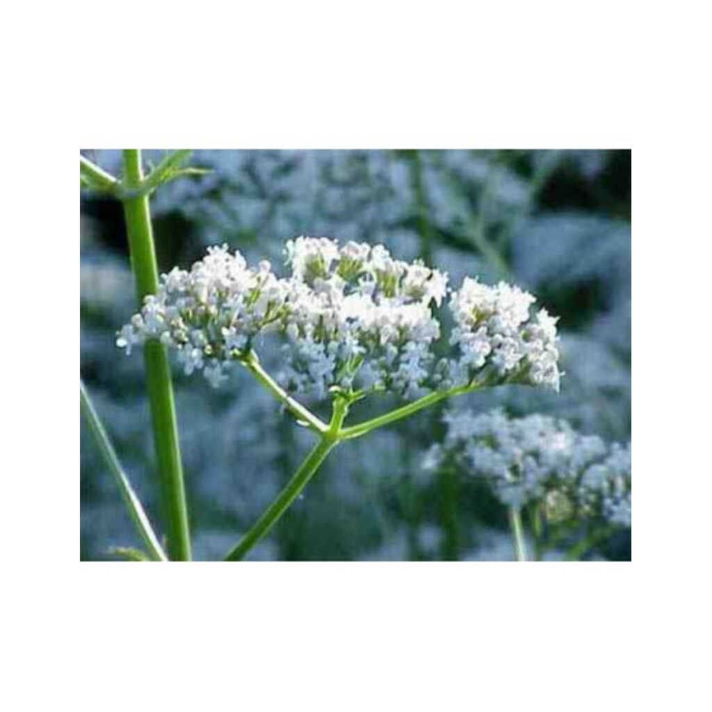 Semillas de Valeriana (Valeriana officinalis)