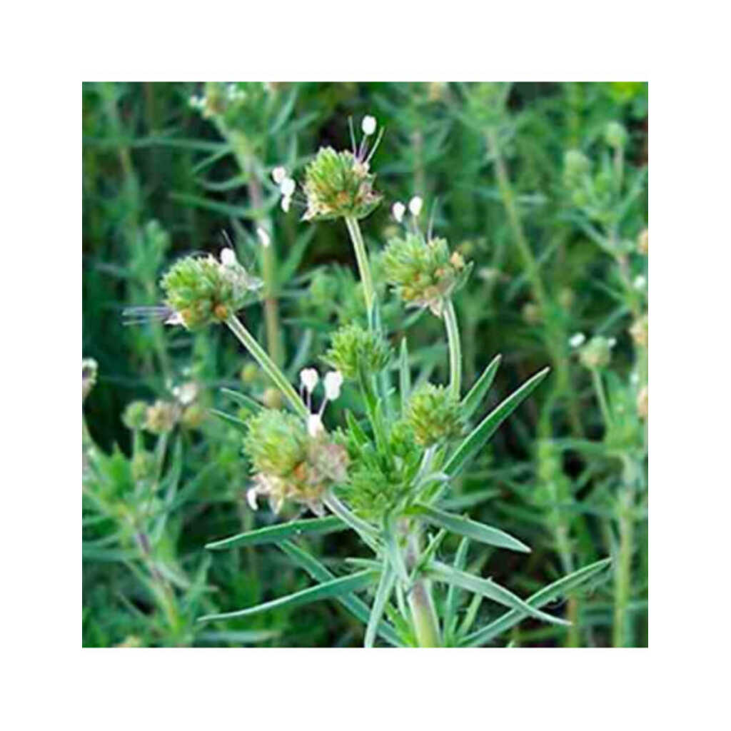 Semillas de Zaragatona (Plantago affra/Psyllium))