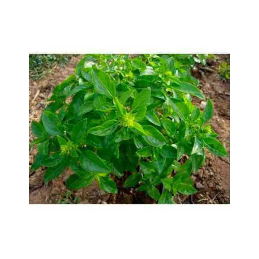 Semillas ecológicas de albahaca de hoja pequeña