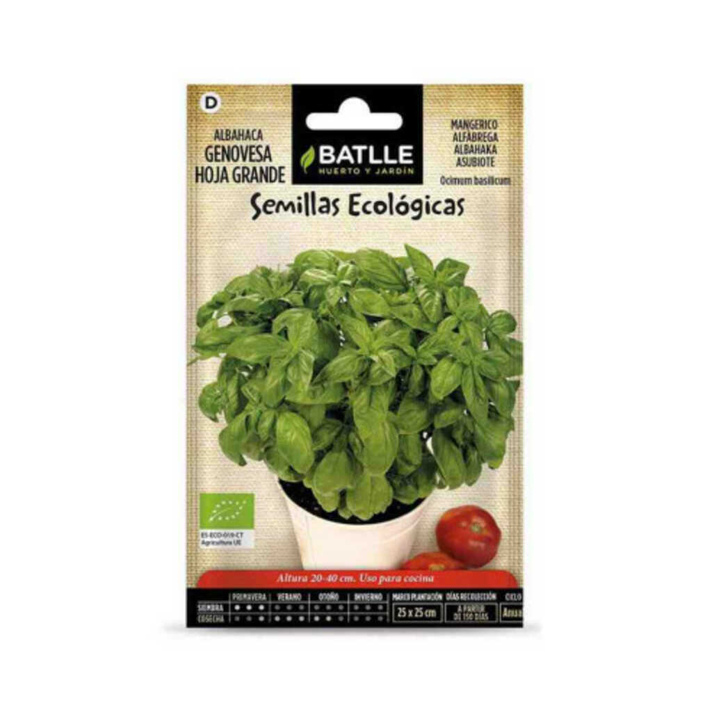 Semillas ecológicas de albahaca genovese hoja grande
