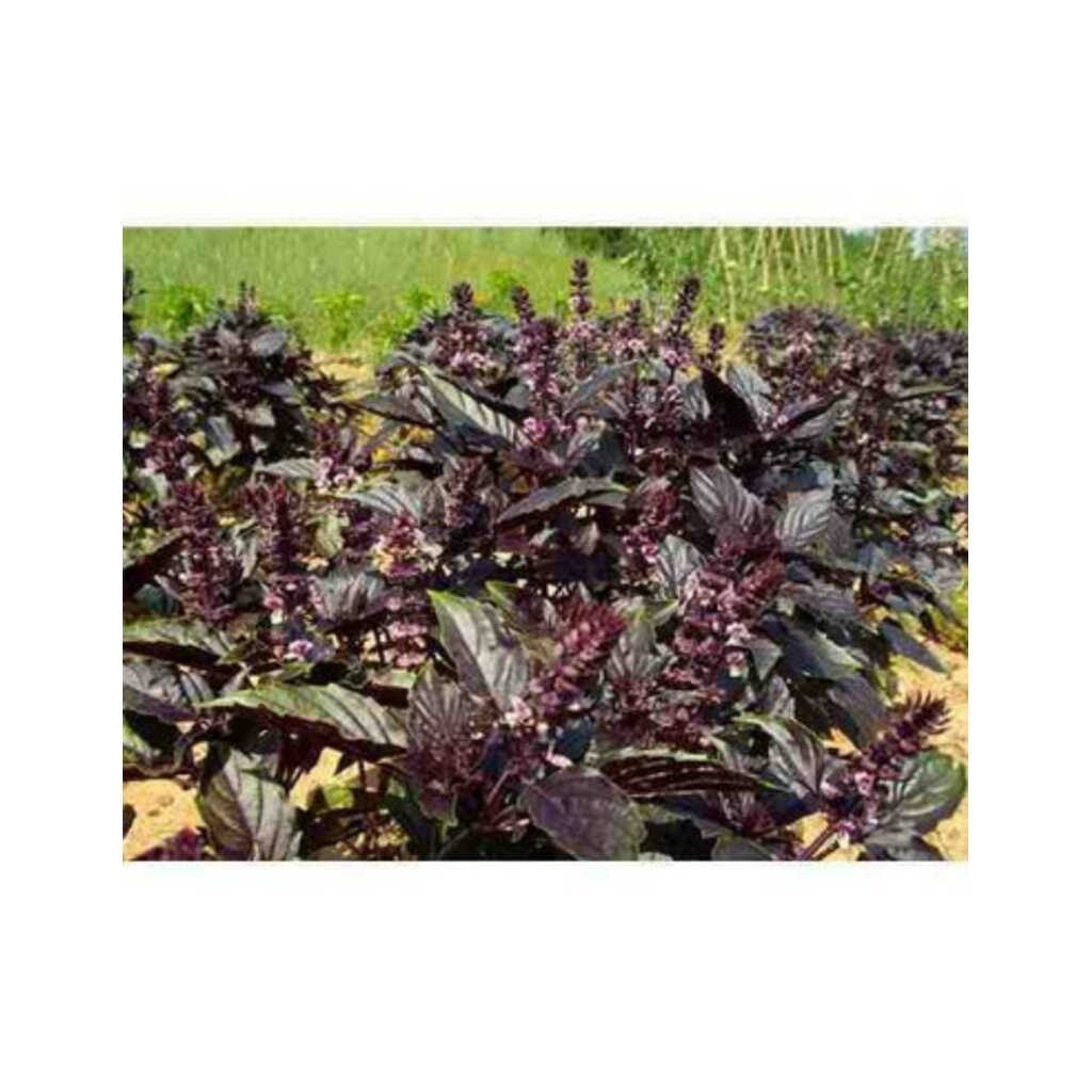 Semillas ecológicas de albahaca morada
