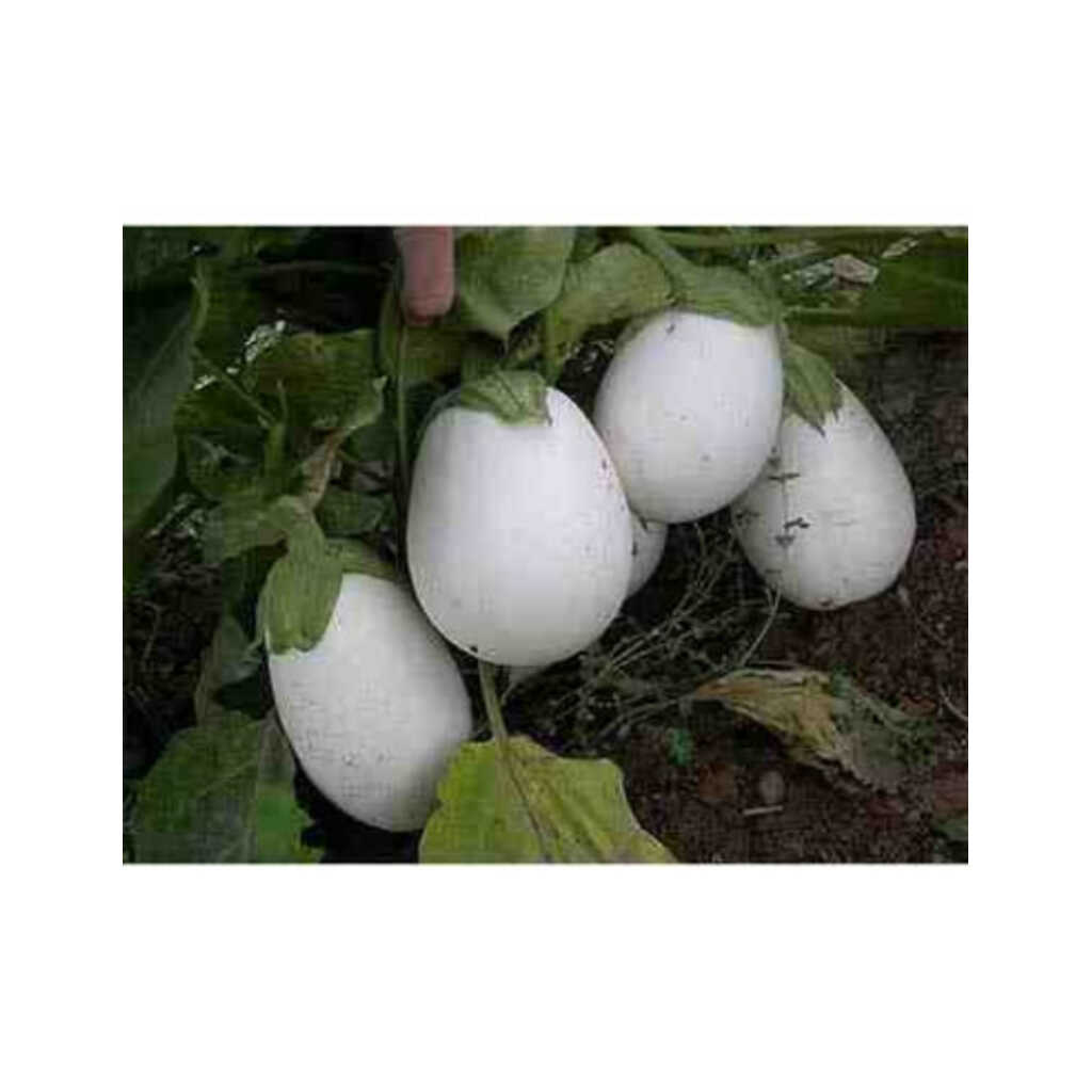 Semillas ecológicas de berenjena blanca