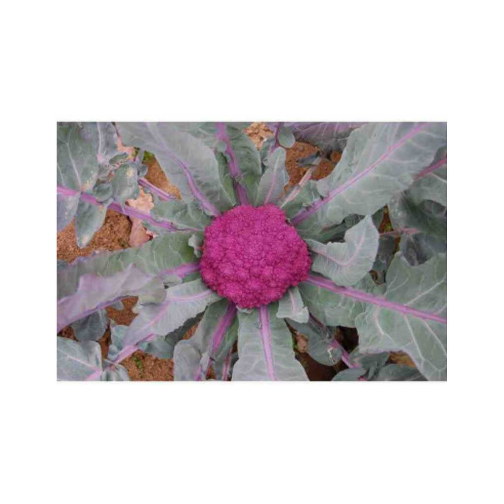 Semillas ecológicas de brocoli de Santa Teresa o Azul