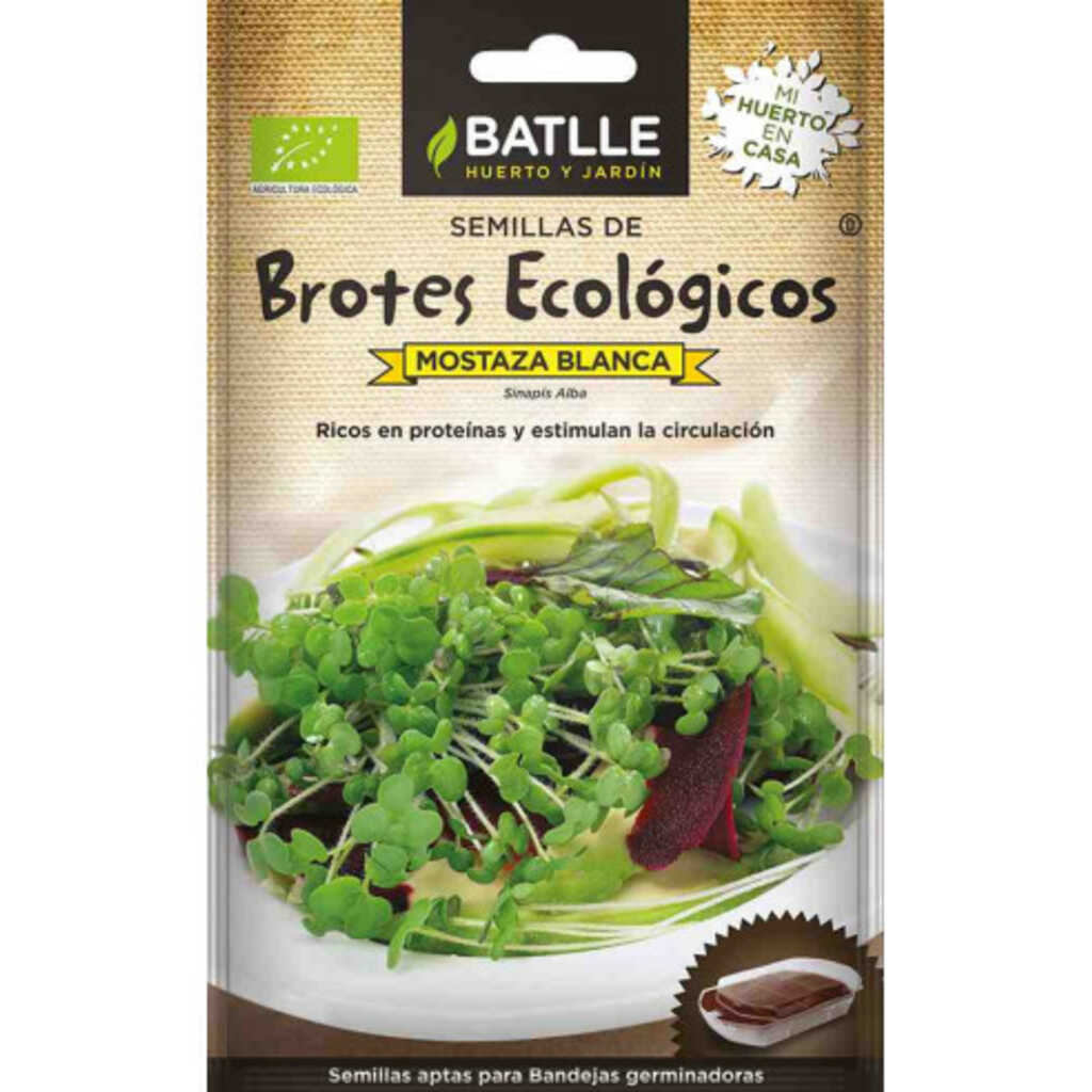Semillas ecológicas de brotes de mostaza blanca