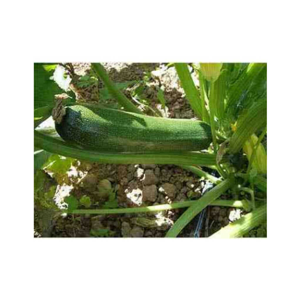 Semillas ecológicas de calabacín del país