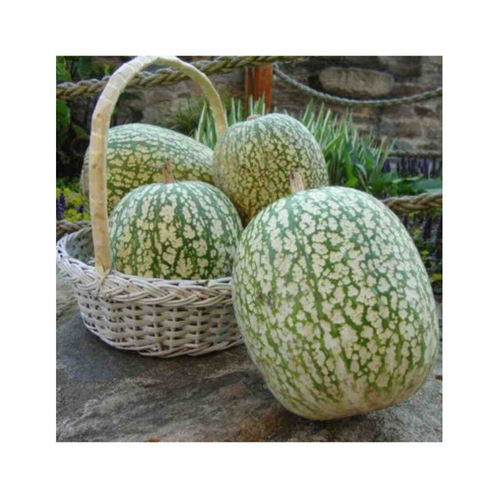 Semillas ecológicas de calabaza cabello de ángel