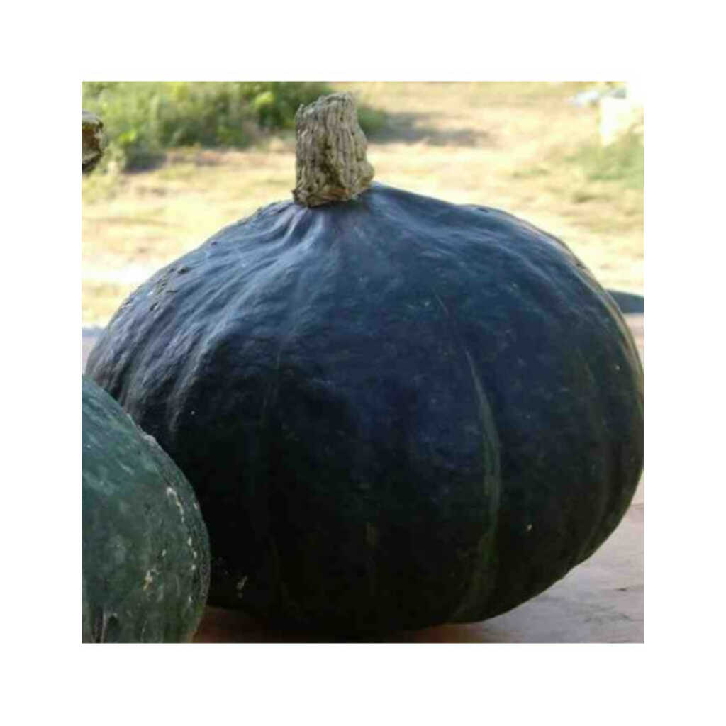 Semillas ecológicas de calabaza del buen gusto