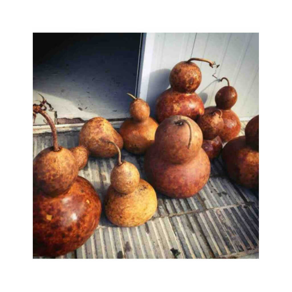 Semillas ecológicas de calabaza del vino o del peregrino
