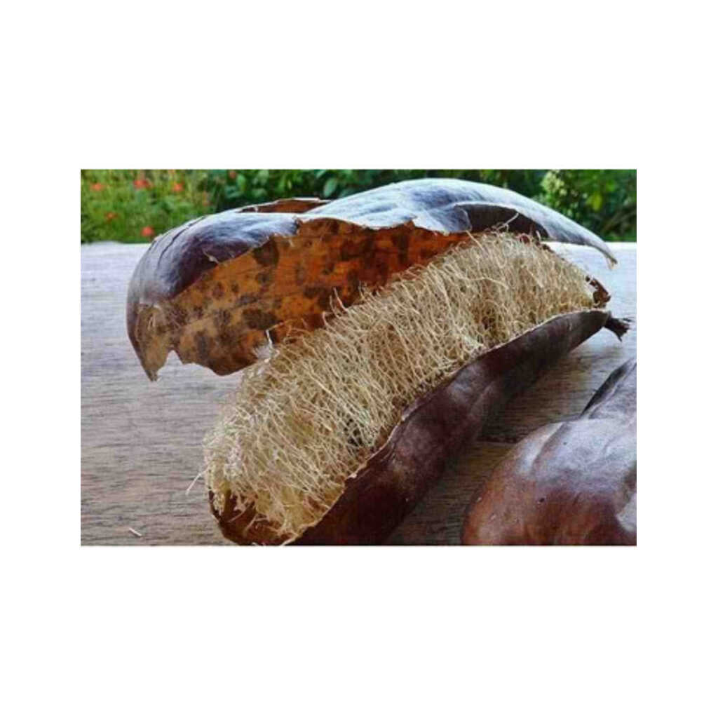 Semillas ecológicas de calabaza esponja o estropajo (luffa)