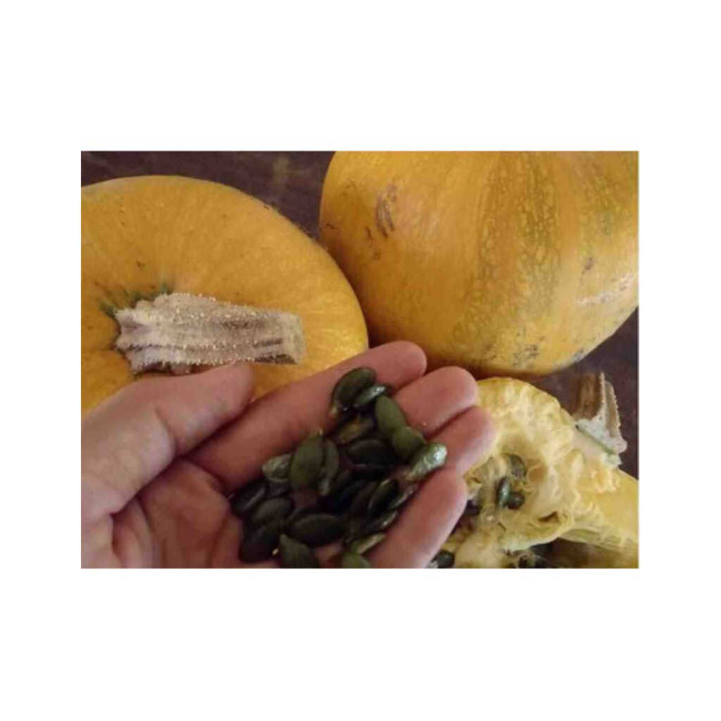 Semillas ecológicas de calabaza para pipas