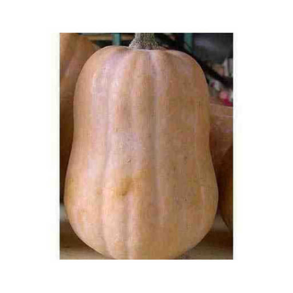 Semillas ecológicas de calabaza pequeña