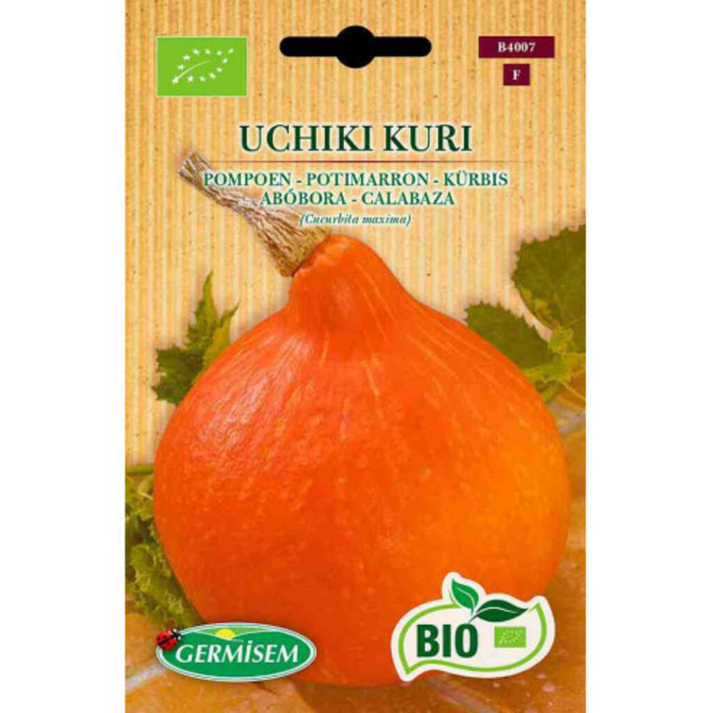 Semillas ecológicas de calabaza potimarrón Uchiki Kuri