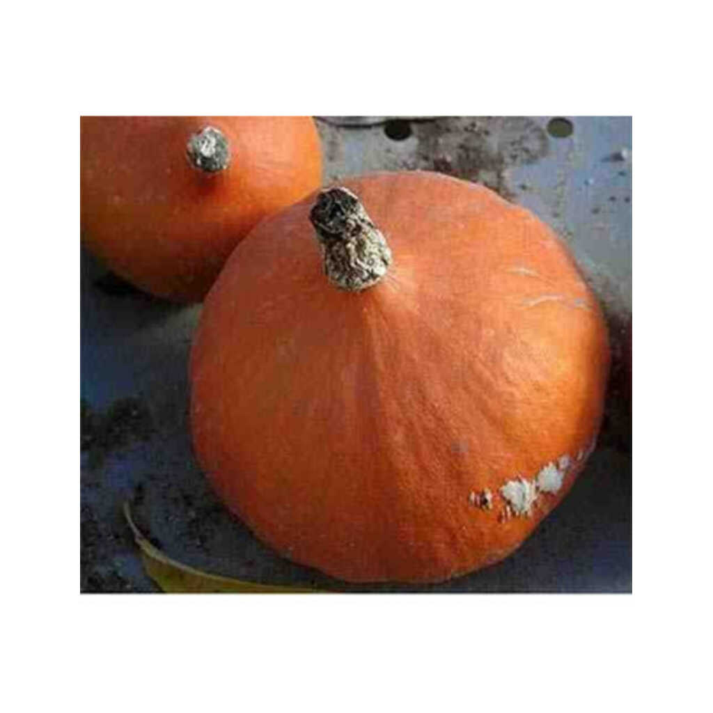 Semillas ecológicas de calabaza potimarrón