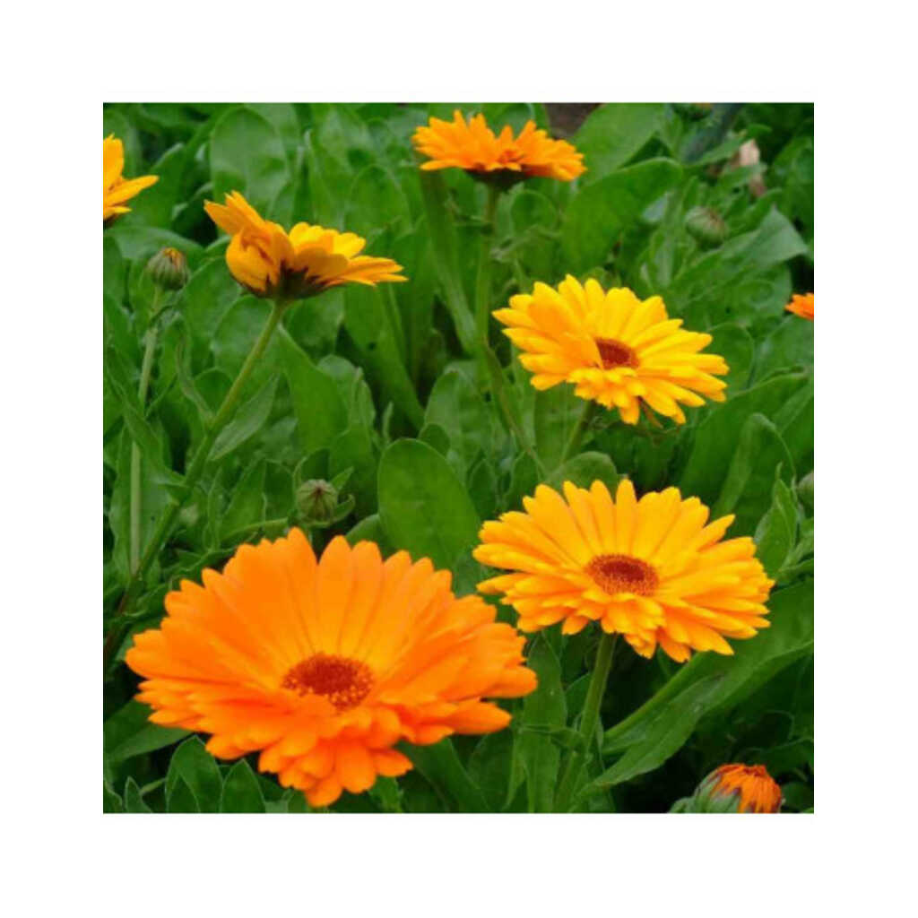 Semillas ecológicas de caléndula (calendula oficinals)_1