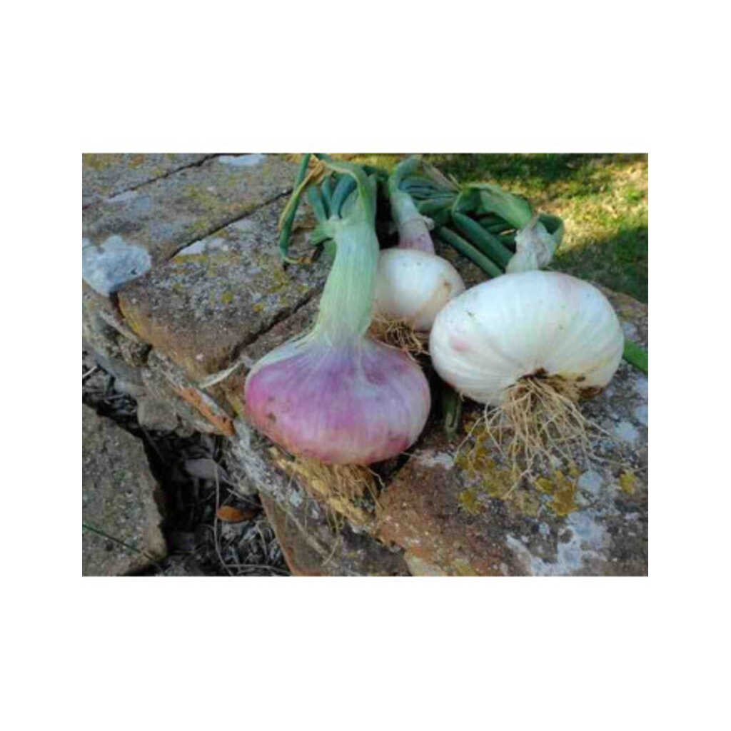 Semillas ecológicas de cebolla morada de campeny