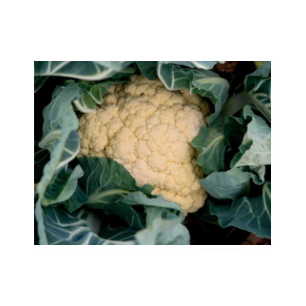 Semillas ecológicas de coliflor oreja de asno