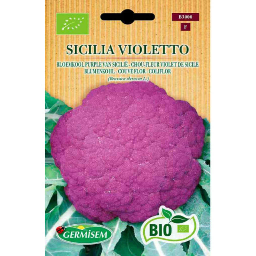 Semillas ecológicas de coliflor violeta de Sicilia