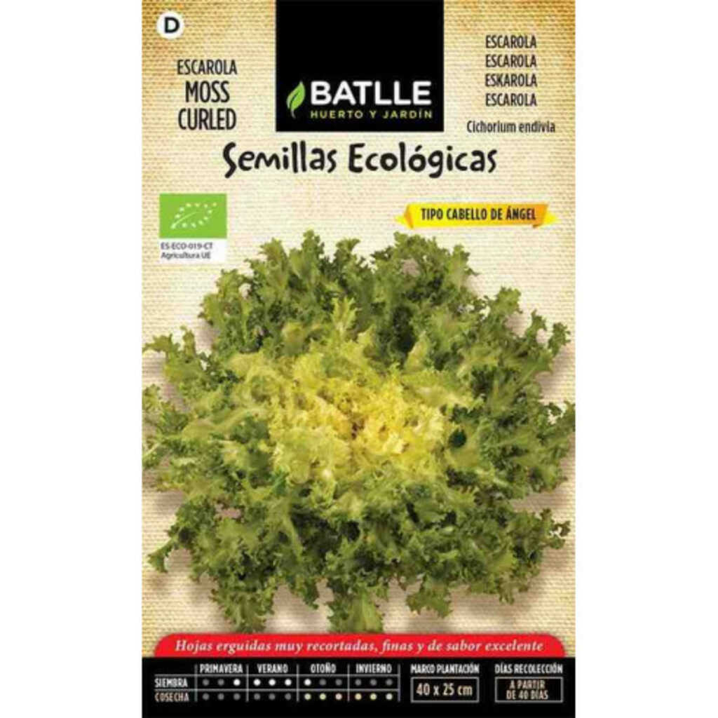 Semillas ecológicas de escarola cabello de ángel