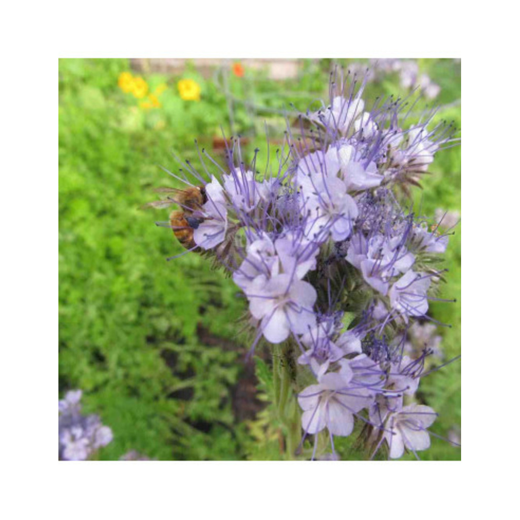 Semillas ecológicas de facelia (Phacelia tanacetifolia) 100m2+vermiculita_1
