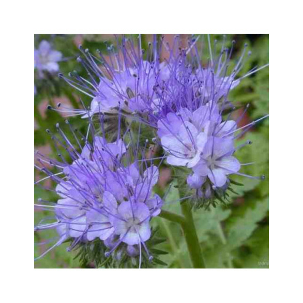 Semillas ecológicas de facelia (Phacelia tanacetifolia) 500g