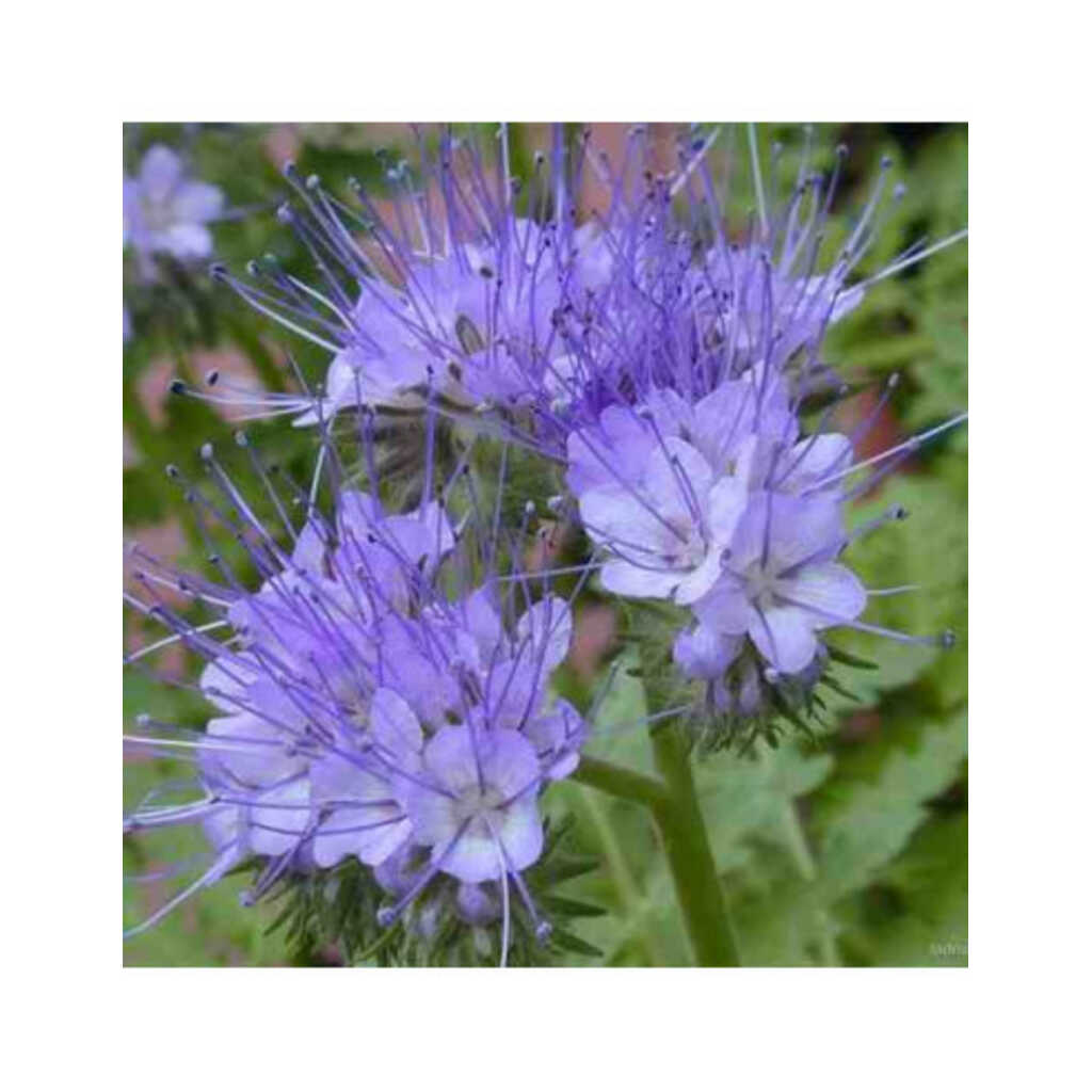 Semillas ecológicas de facelia (Phacelia tanacetifolia) 5kg