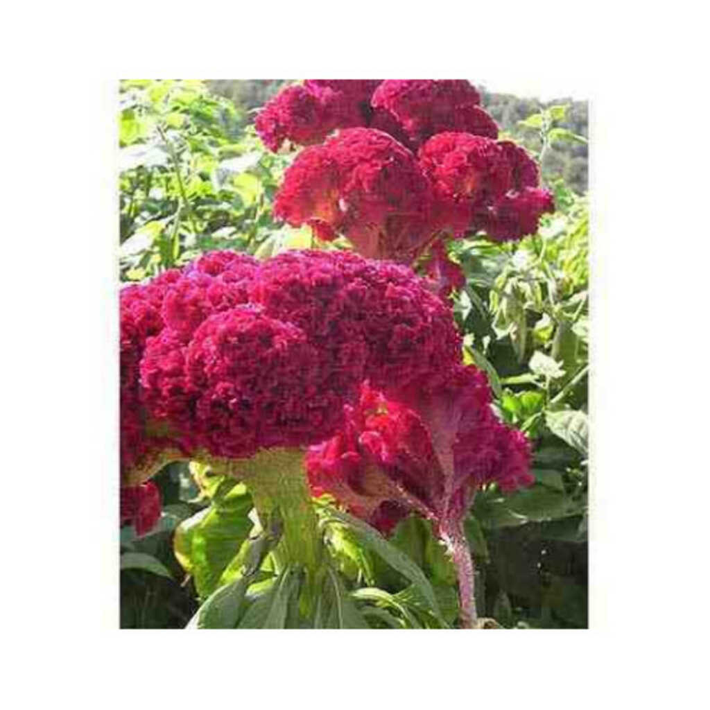 Semillas ecológicas de flor cresta de gallo