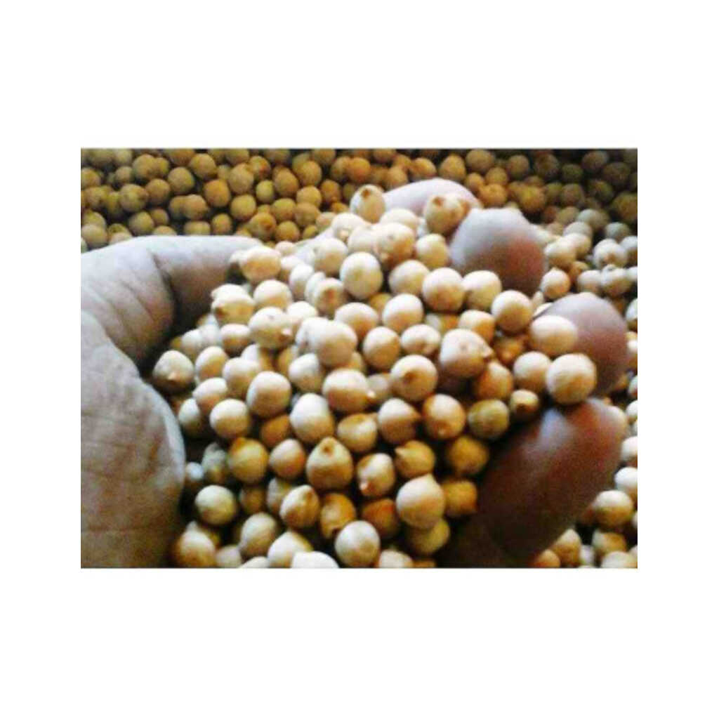 Semillas ecológicas de garbanzo molleric