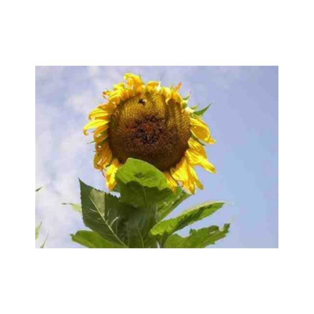 Semillas ecológicas de girasol gigante