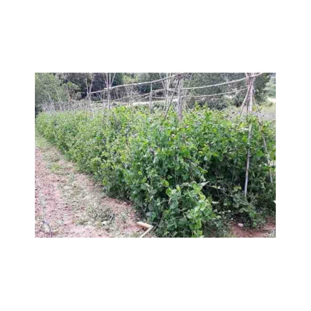 Semillas ecológicas de guisante tirabeque o cometodo 3