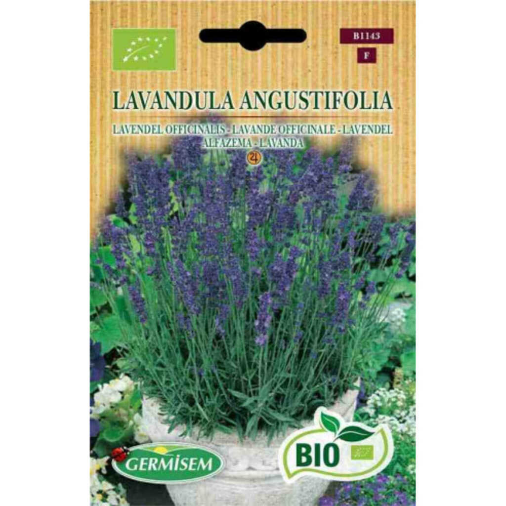 Semillas ecológicas de lavanda (Lavandula angustifolia)