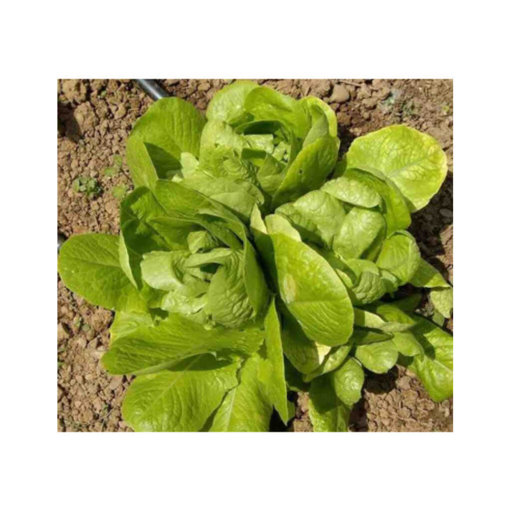 Semillas ecológicas de lechuga de tres ojos