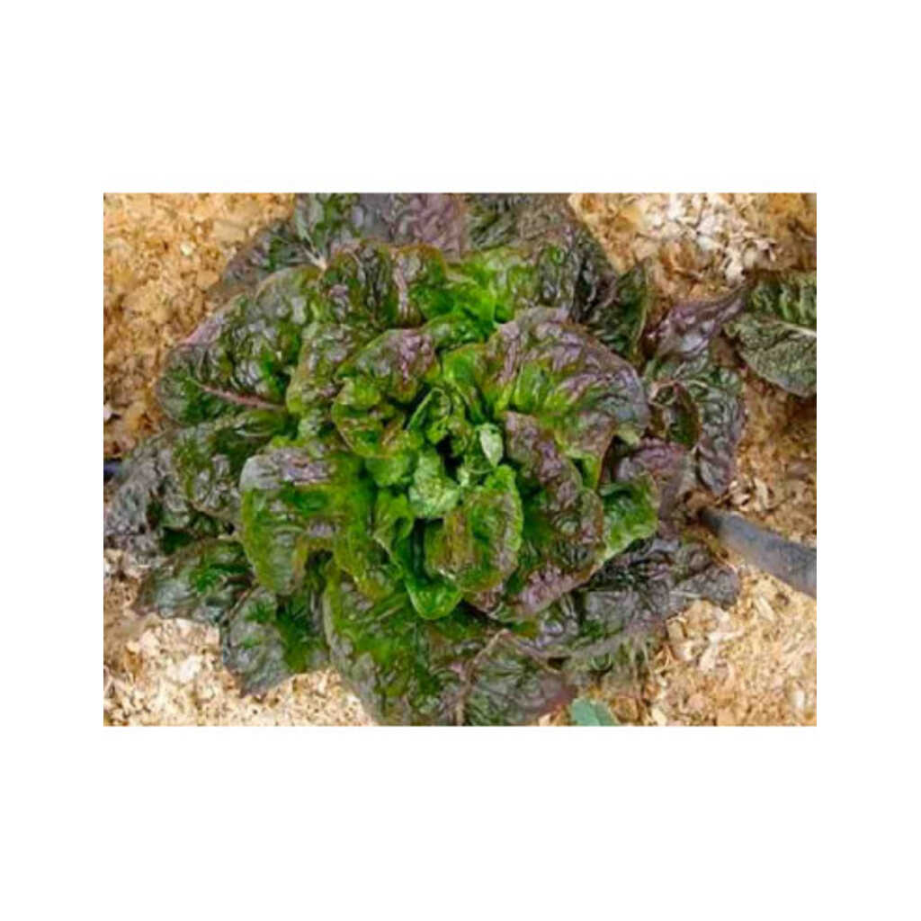 Semillas ecológicas de lechuga "del sucre"