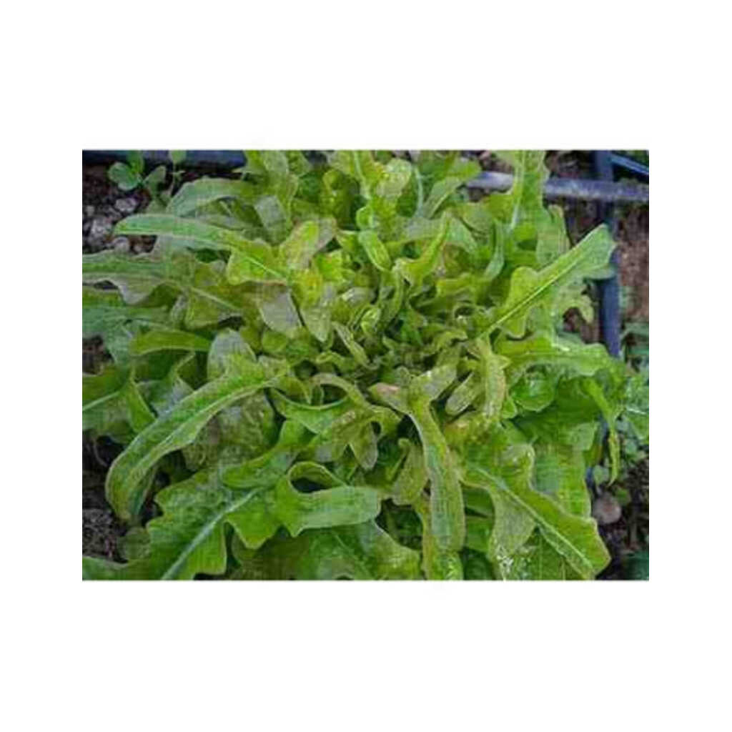 Semillas ecológicas de lechuga lengua de buey