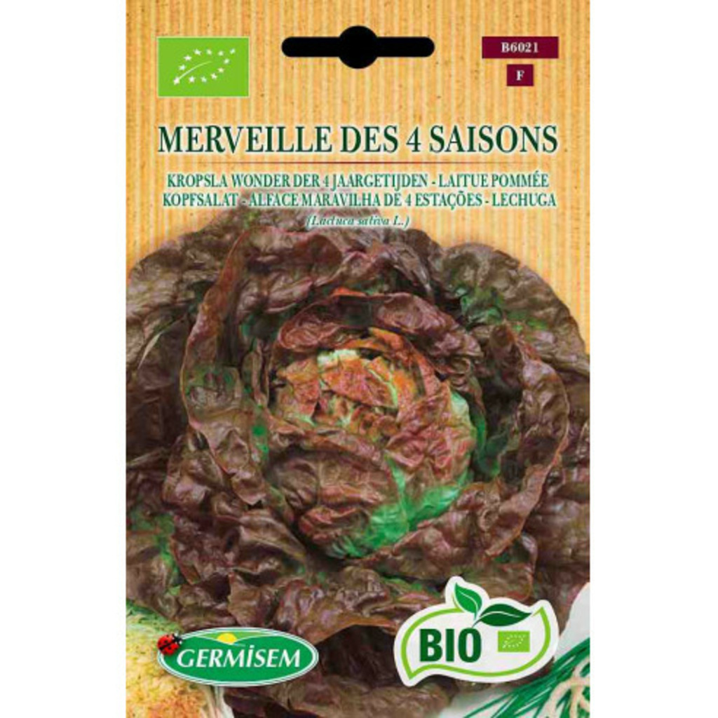 Semillas ecológicas de lechuga Maravilla 4 Estaciones