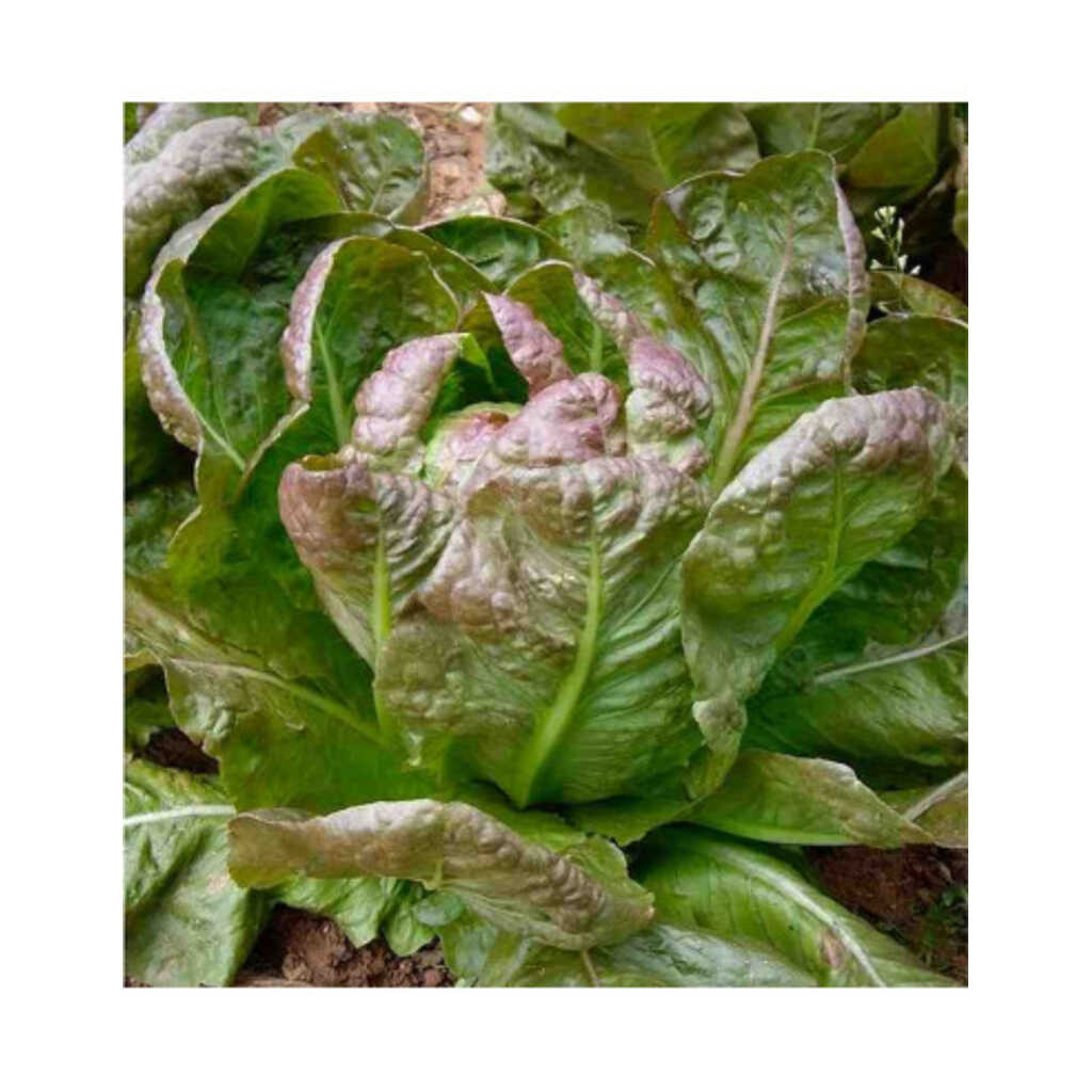 Semillas ecológicas de lechuga morella