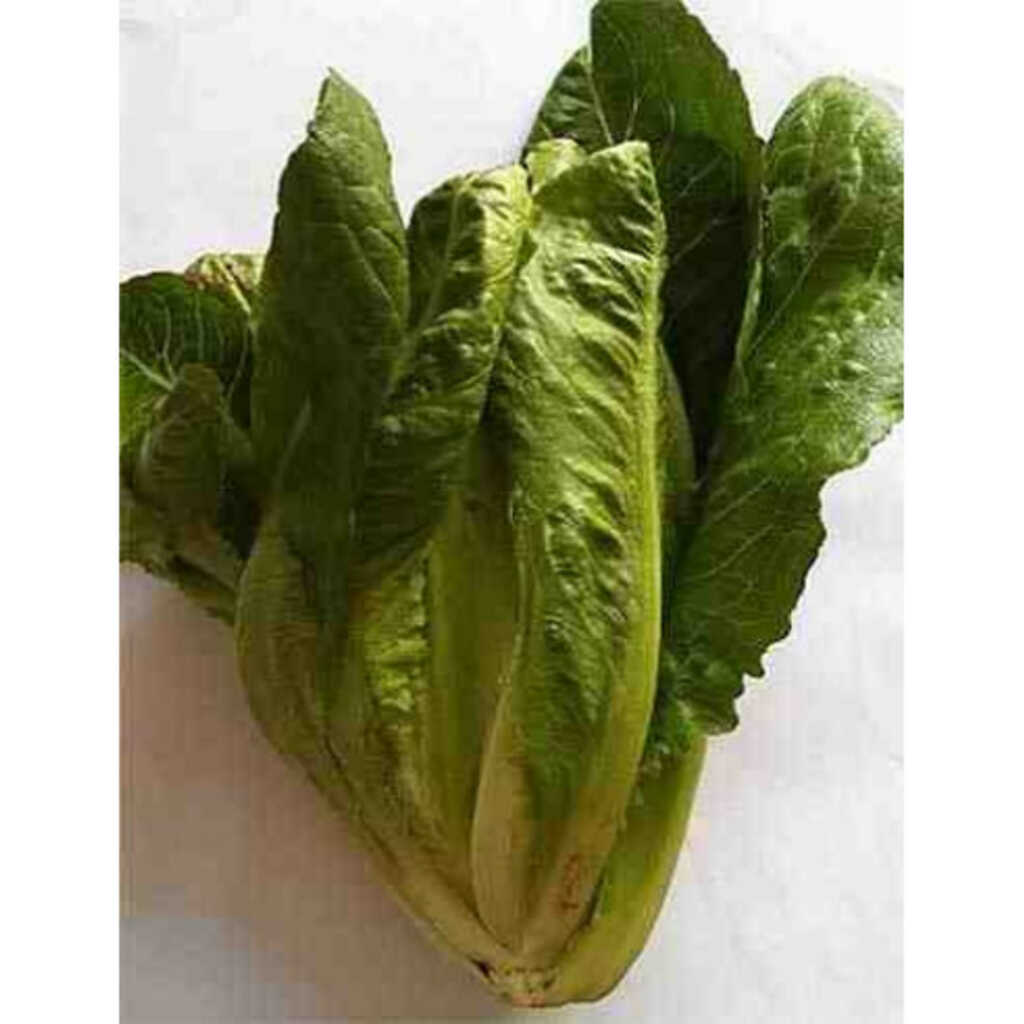 Semillas ecológicas de lechuga romana del Prat