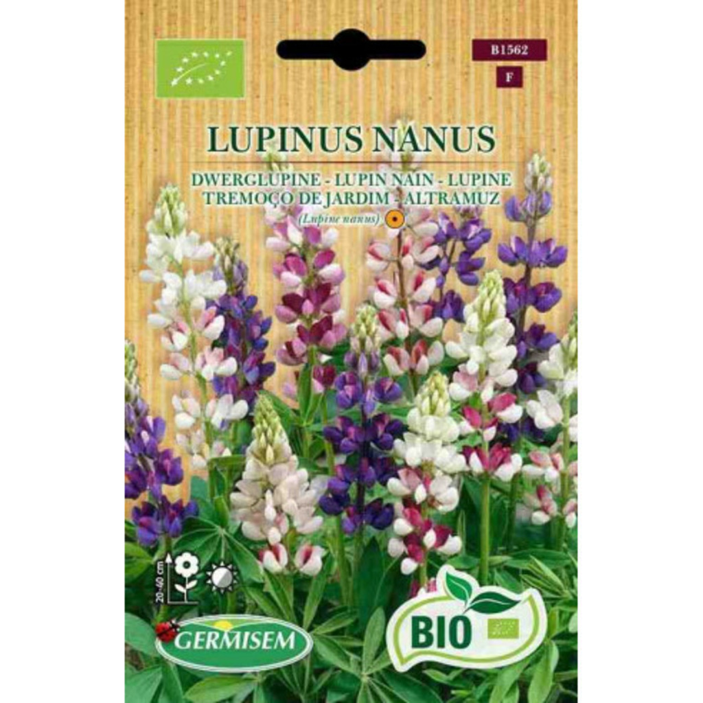 Semillas ecológicas de lupino o altramuz silvestre (En oferta 2x1))
