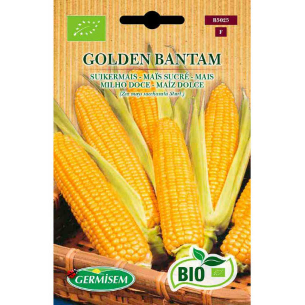 Semillas ecológicas de maíz dulce Golden Bantam