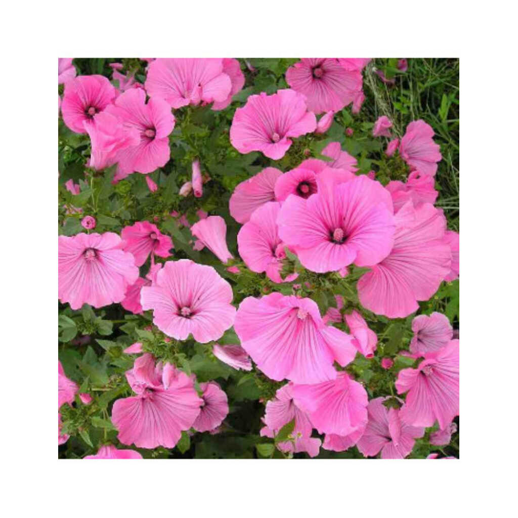 Semillas ecológicas de Malva Real