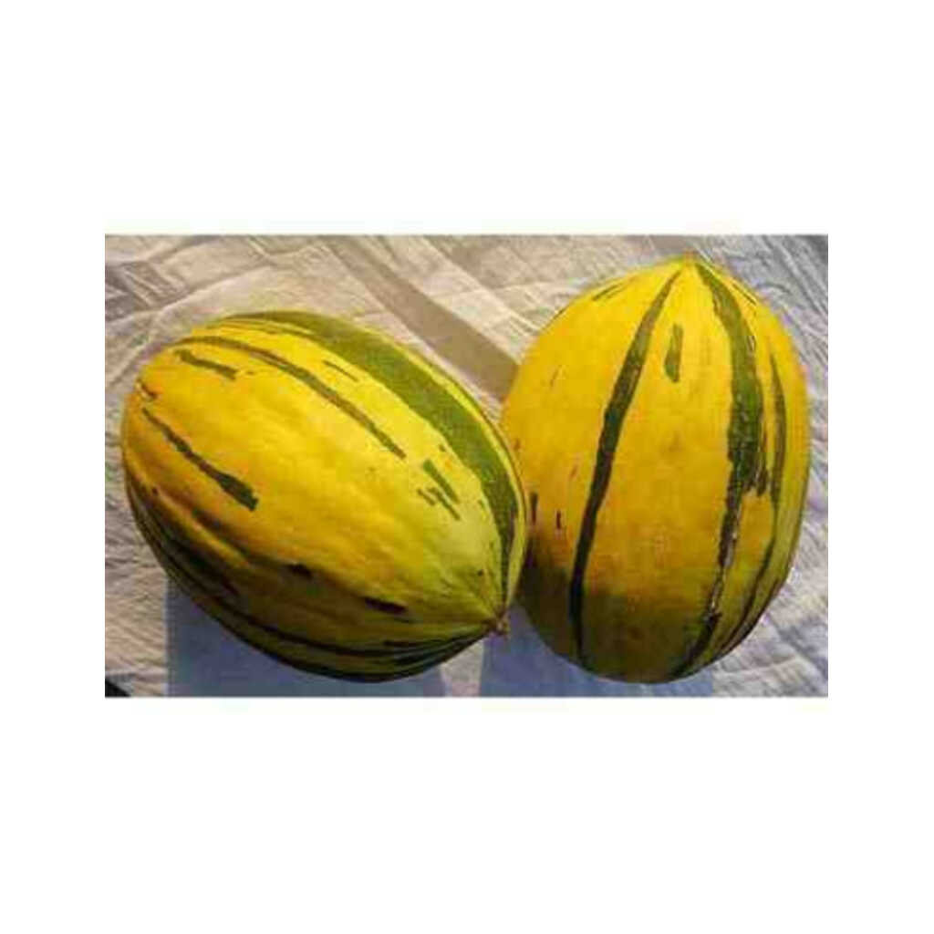 Semillas ecológicas de melón alozaina