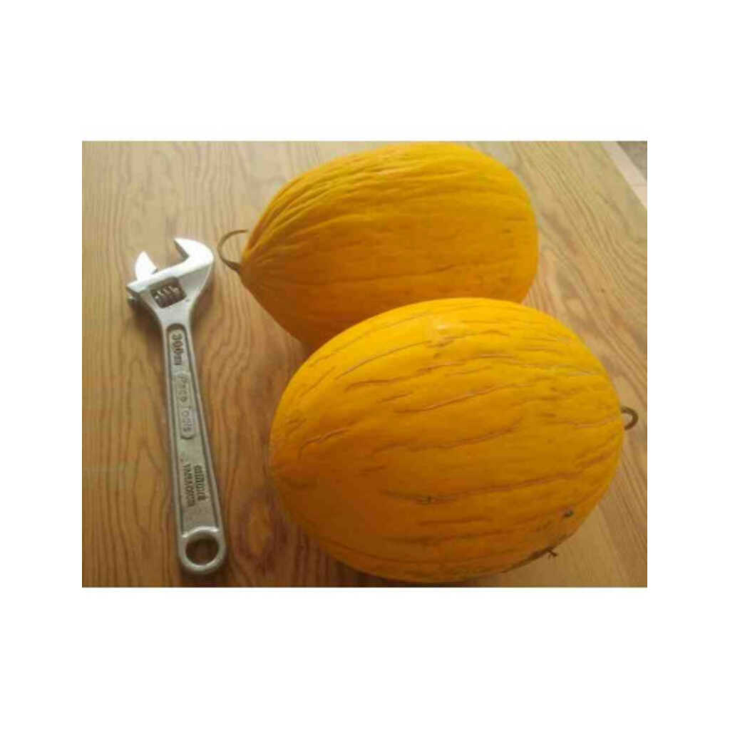 Semillas ecológicas de melón amarillo