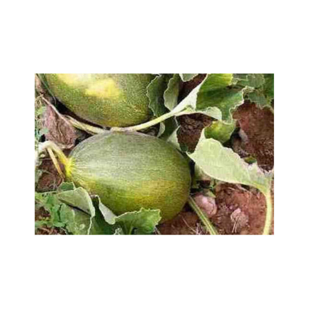 Semillas ecológicas de melón del piñonet