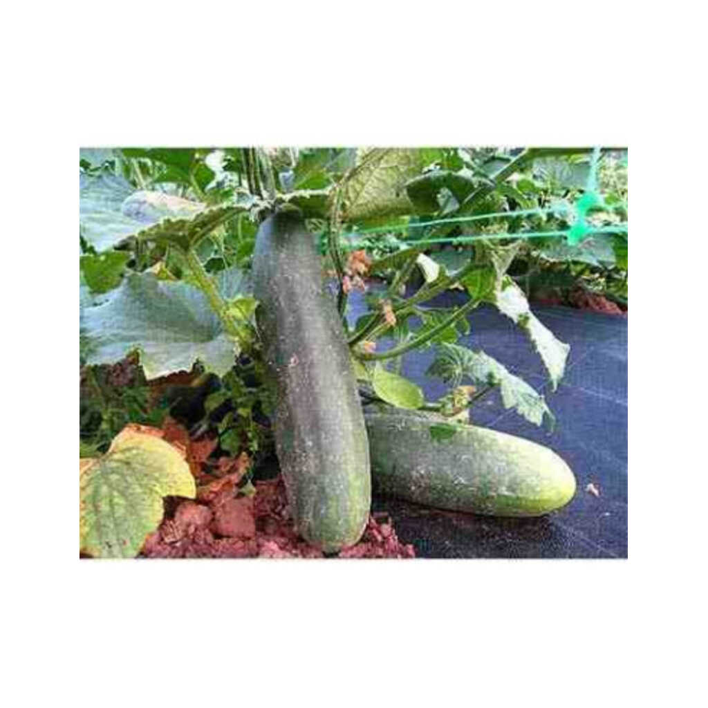 Semillas ecológicas de pepino del país
