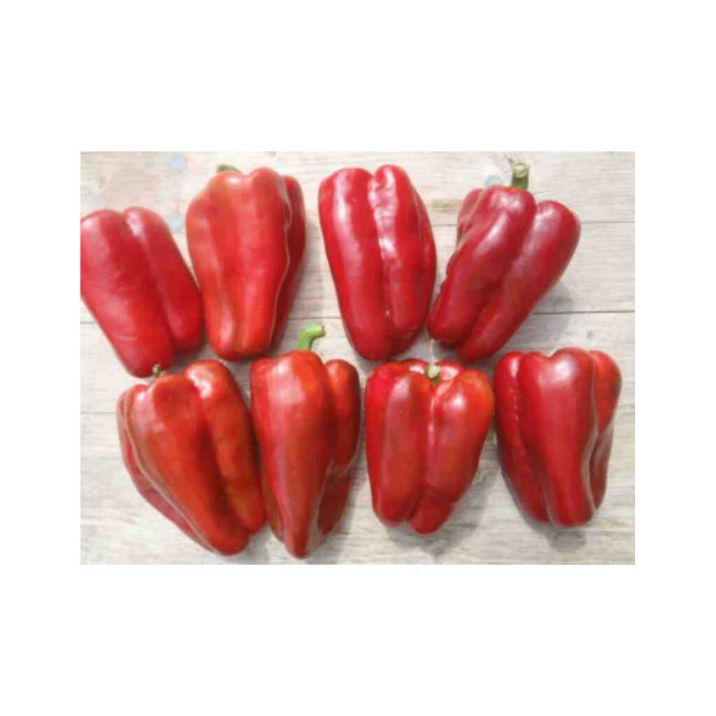 Semillas ecológicas de pimiento 4 morros