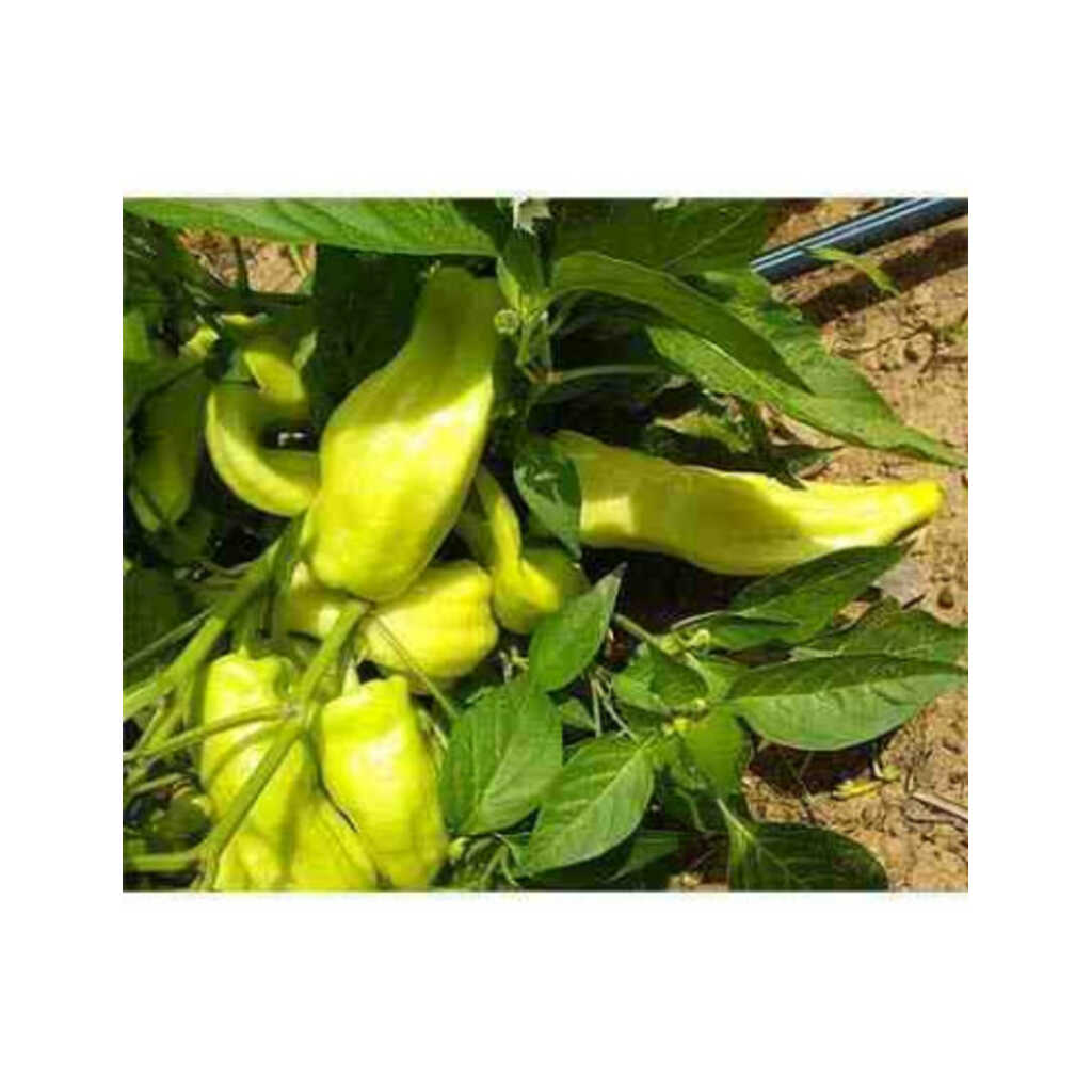 Semillas ecológicas de pimiento blanco de Berga