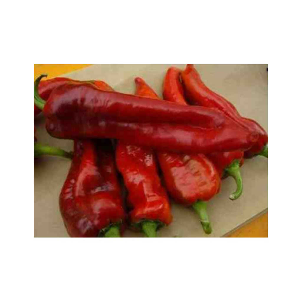 Semillas ecológicas de pimiento de cuerno o "banya"