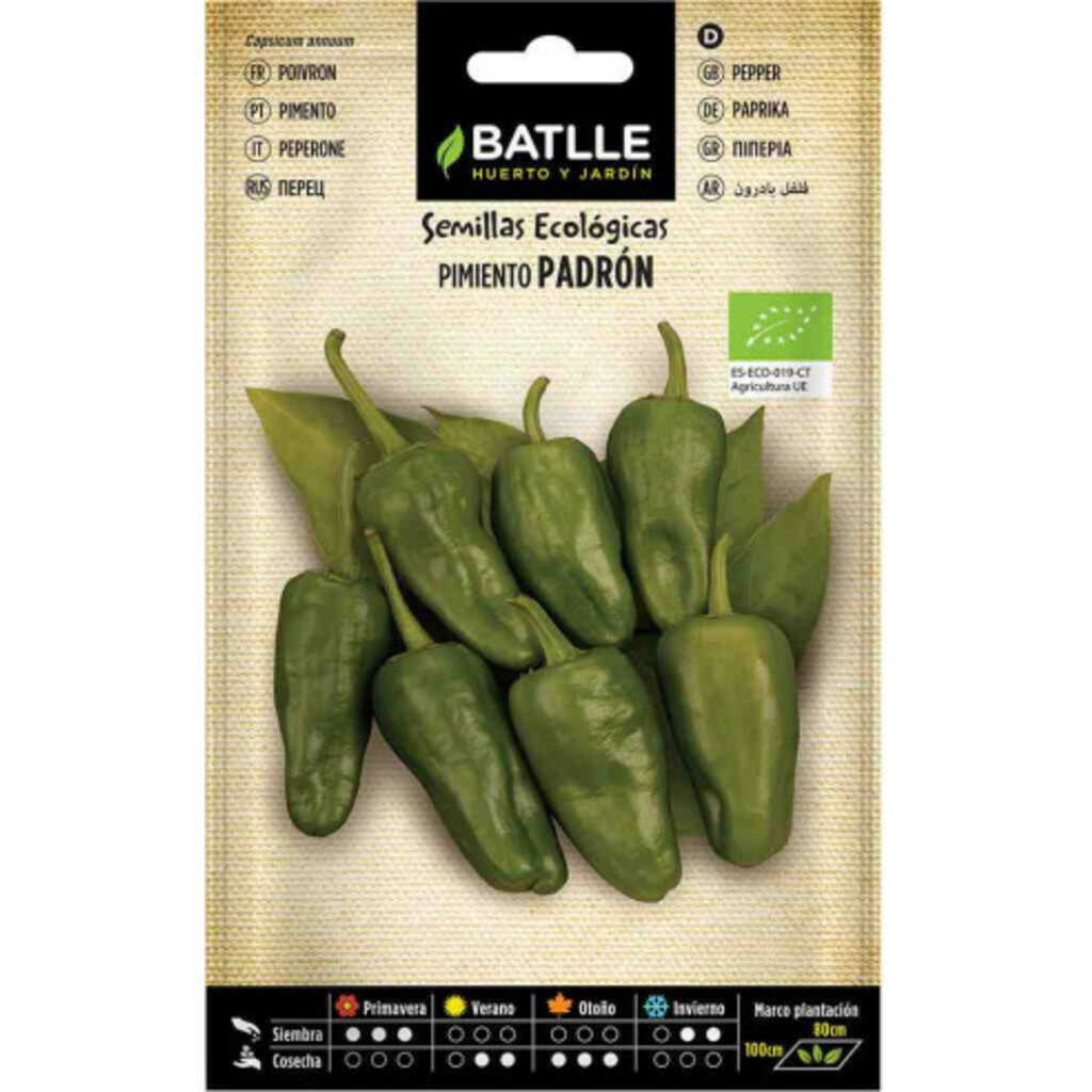 Semillas ecológicas de pimiento del Padrón
