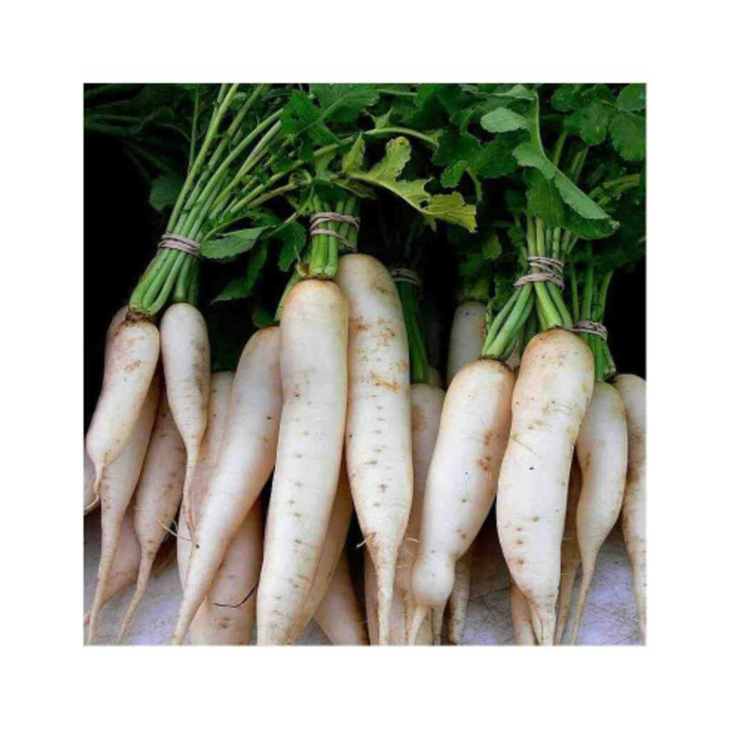 Semillas ecológicas de rábano Daikon