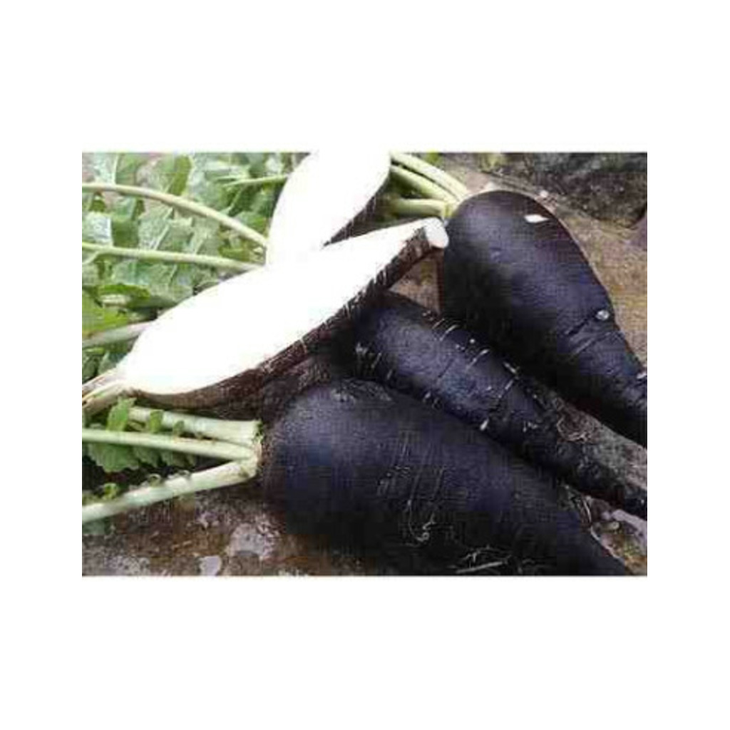 Semillas ecológicas de rábano negro